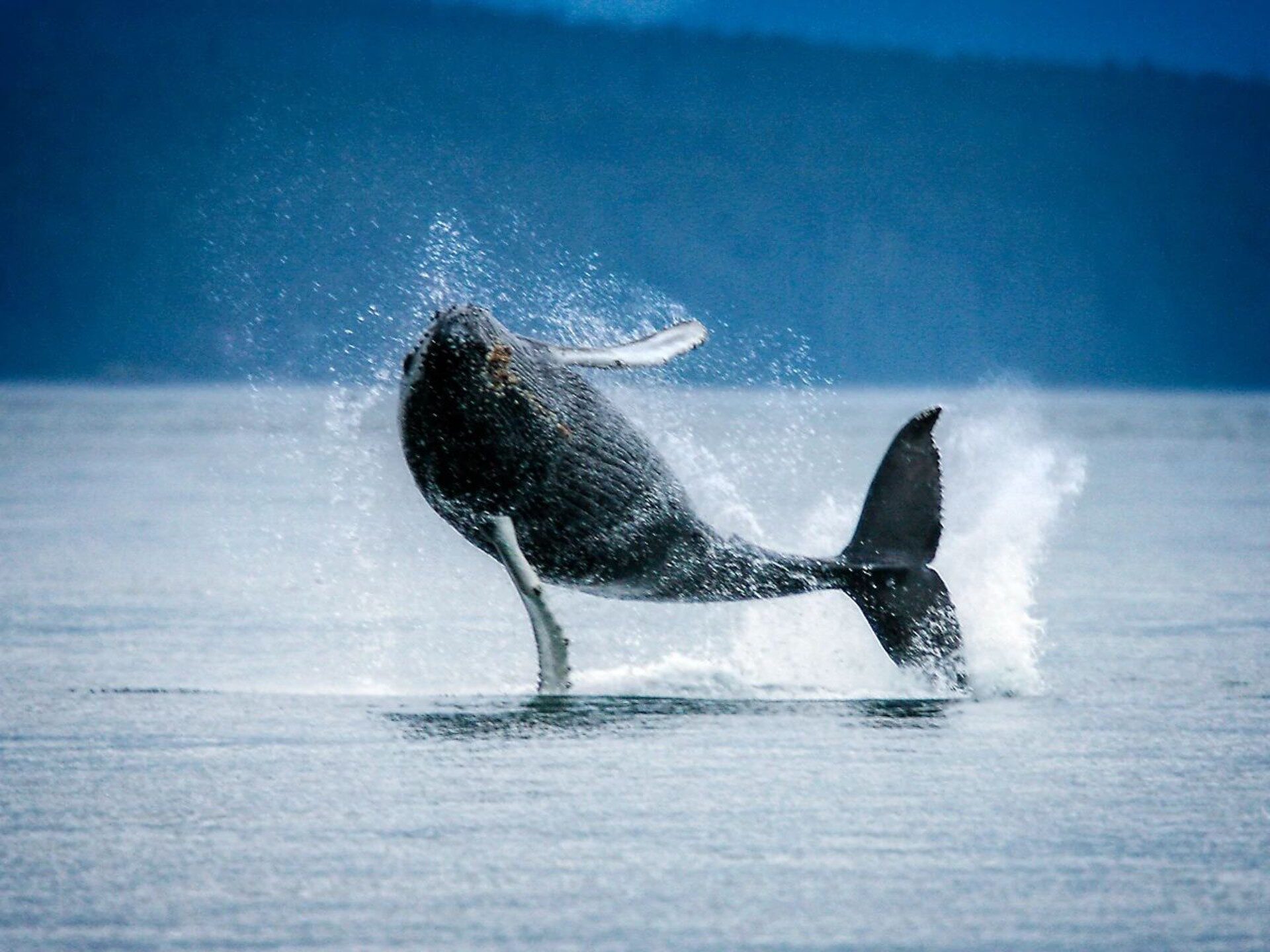 12 Best Places to Go Whale Watching in Alaska | Celebrity Cruises