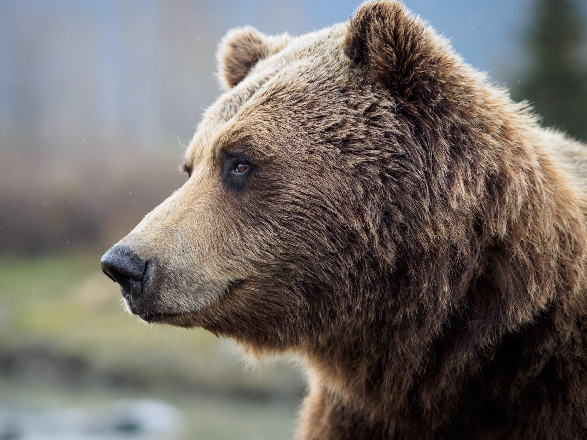 12 Best Places to See Bears in Alaska | Celebrity Cruises