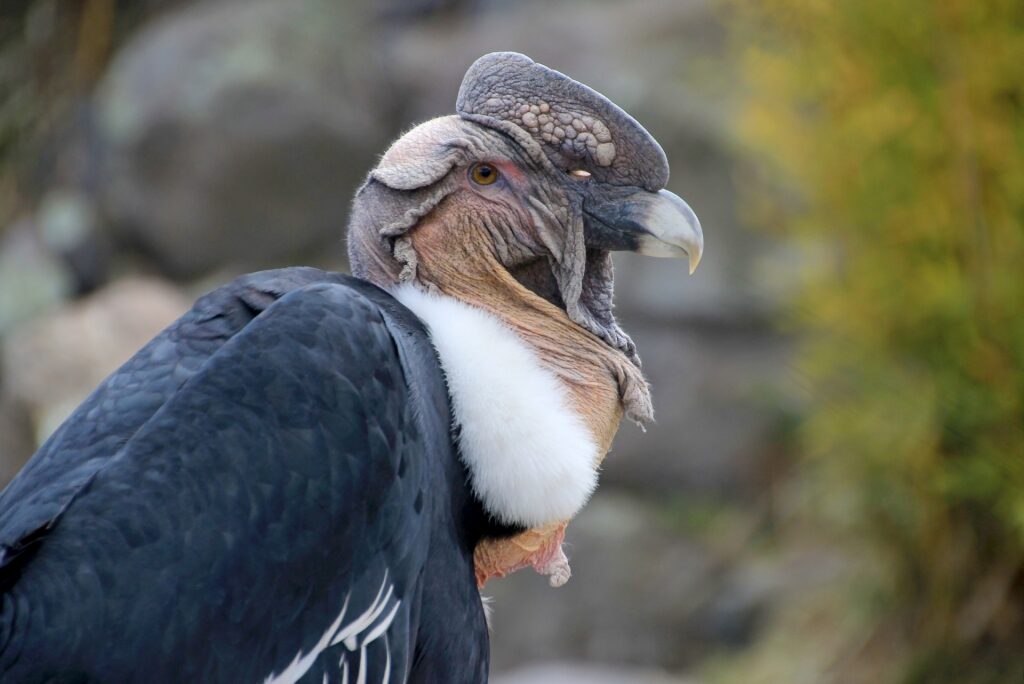Andean condor spotted in Punta Arenas