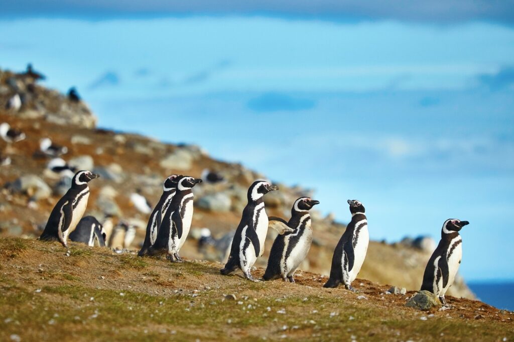 Visit Magdalena Island, one of the best things to do in Punta Arenas
