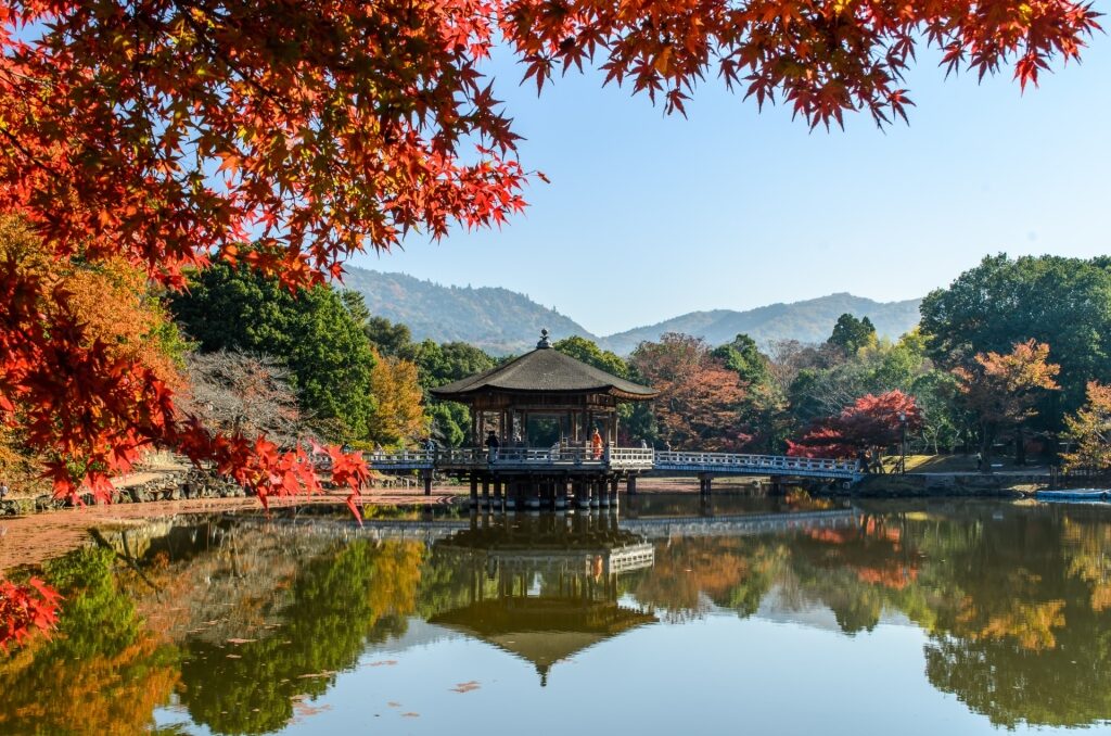 Nara Park, one of the best things to do in Kyoto