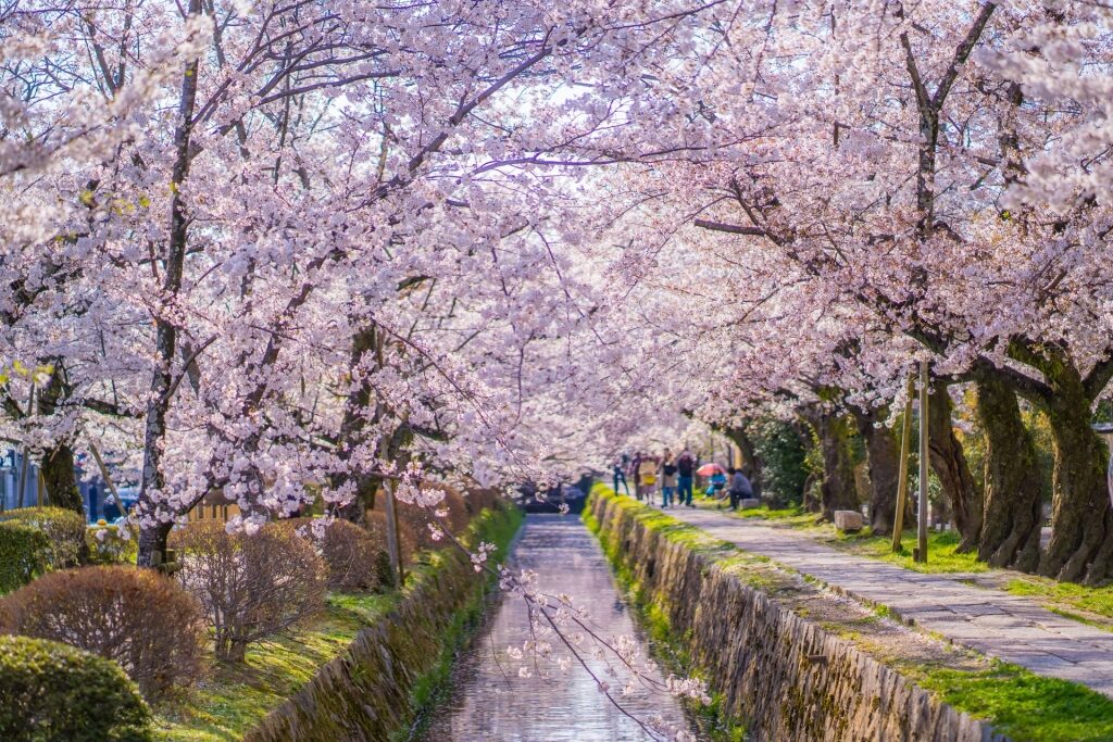 Scenic view of the cherry blossoms along Philosopher's Path