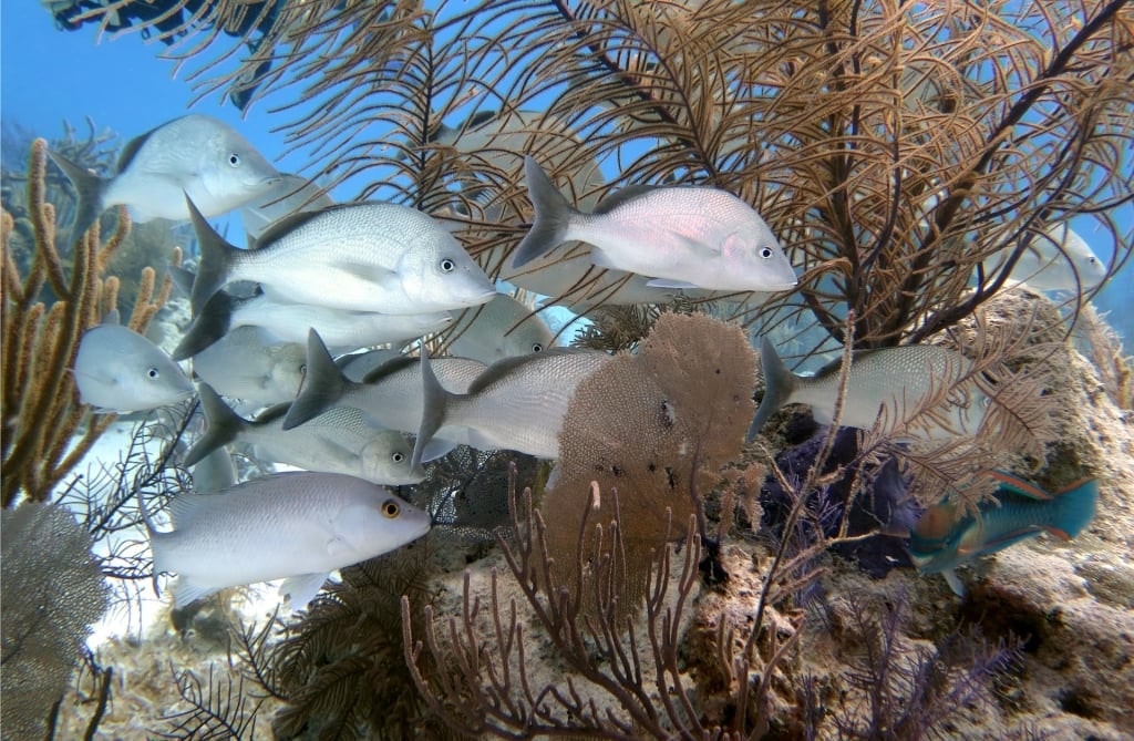 Marine life near English Point