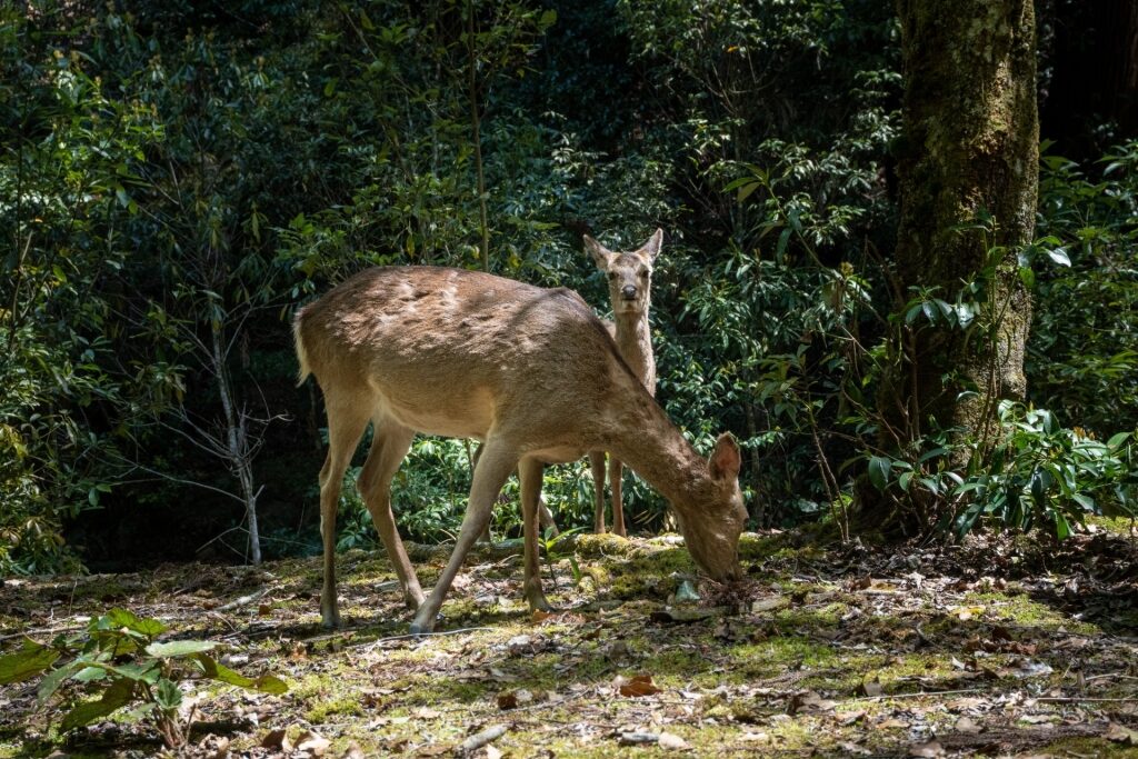 Sika deers spotted in Miyajima Island