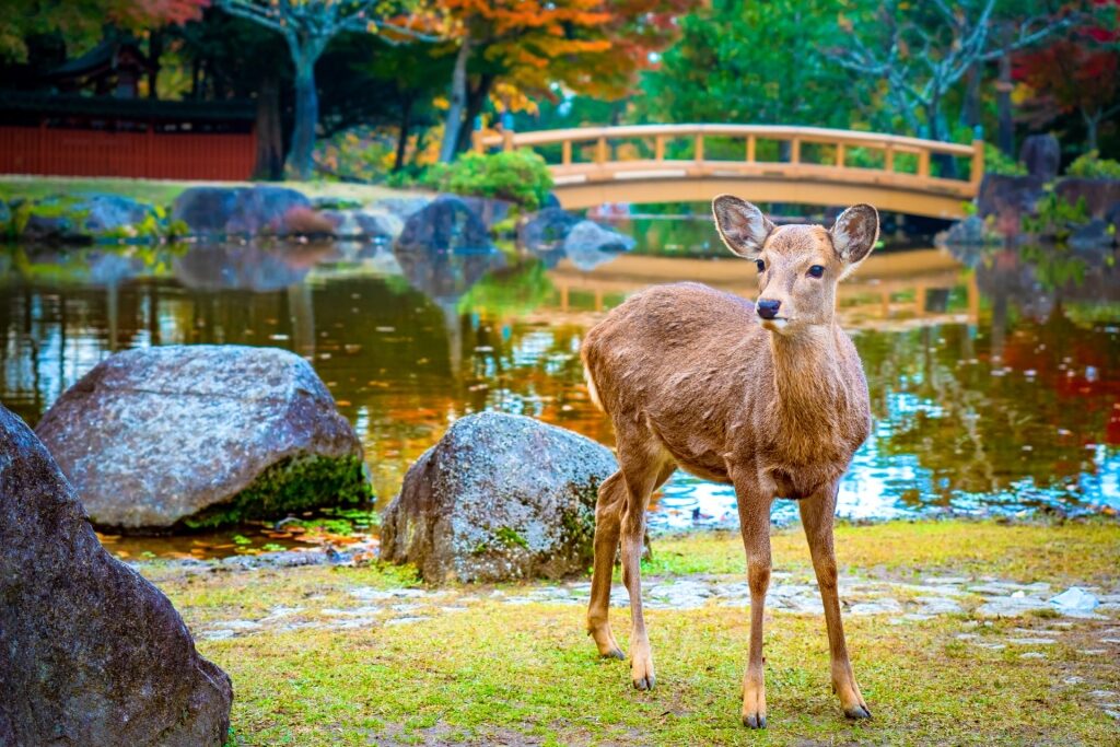Sika deer spotted in Nara Park