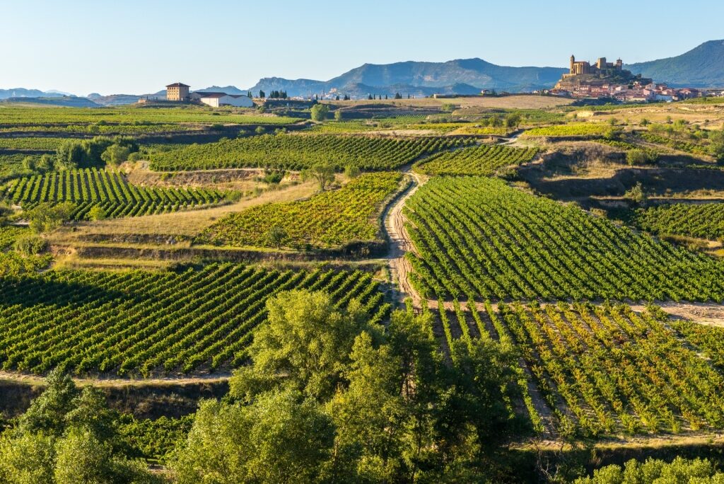Lush vineyard in La Rioja