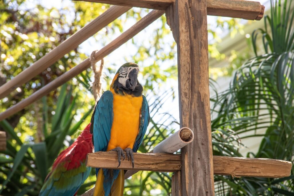 Macaw spotted in Key West