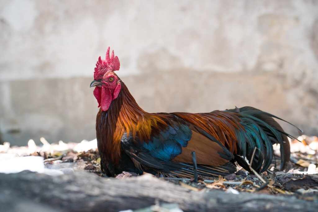 Rooster spotted in Key West