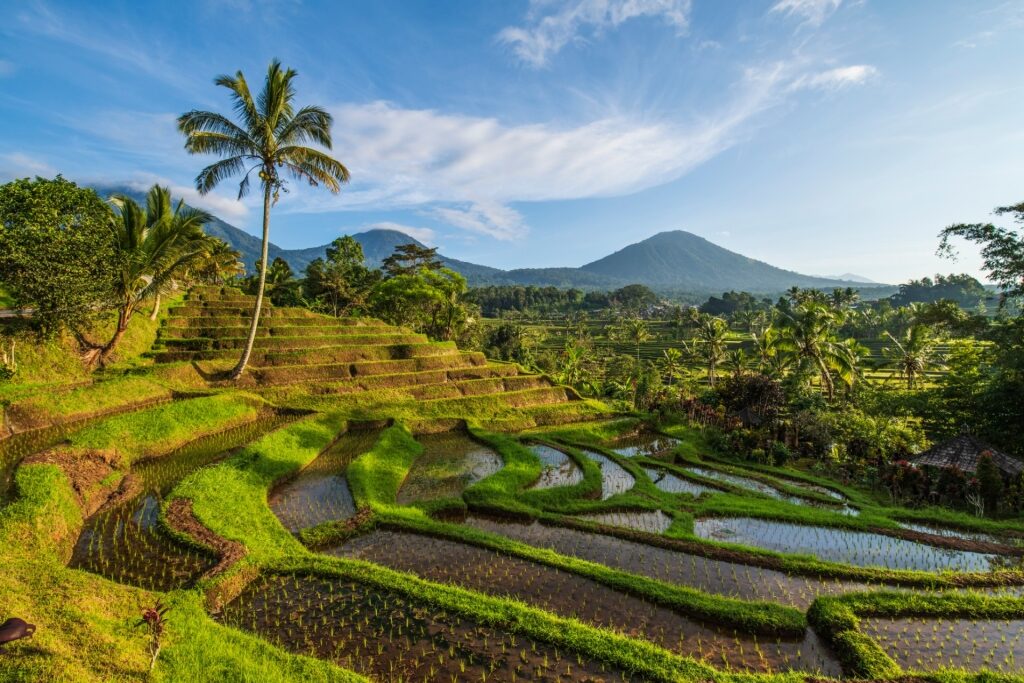 Scenic landscape of Jatiluwih Rice Terraces