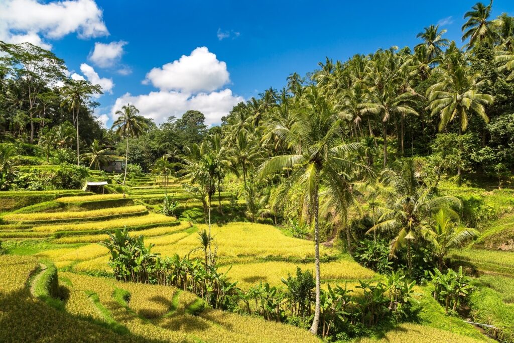 What is Bali known for - Tegalalang Rice Terrace