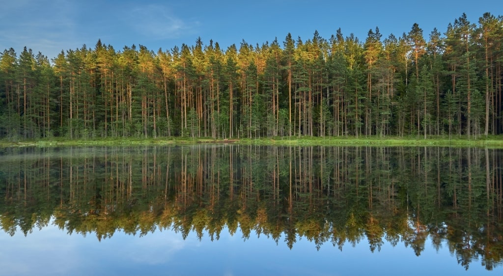 Trees lined up on Sipoonkorpi National Park