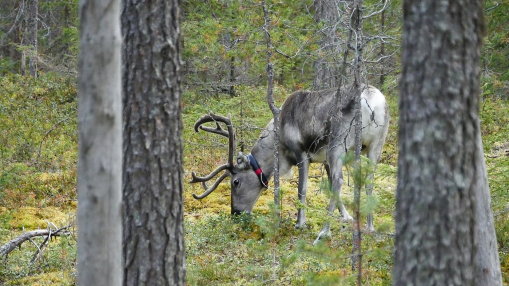 Reindeer spotted in Finland