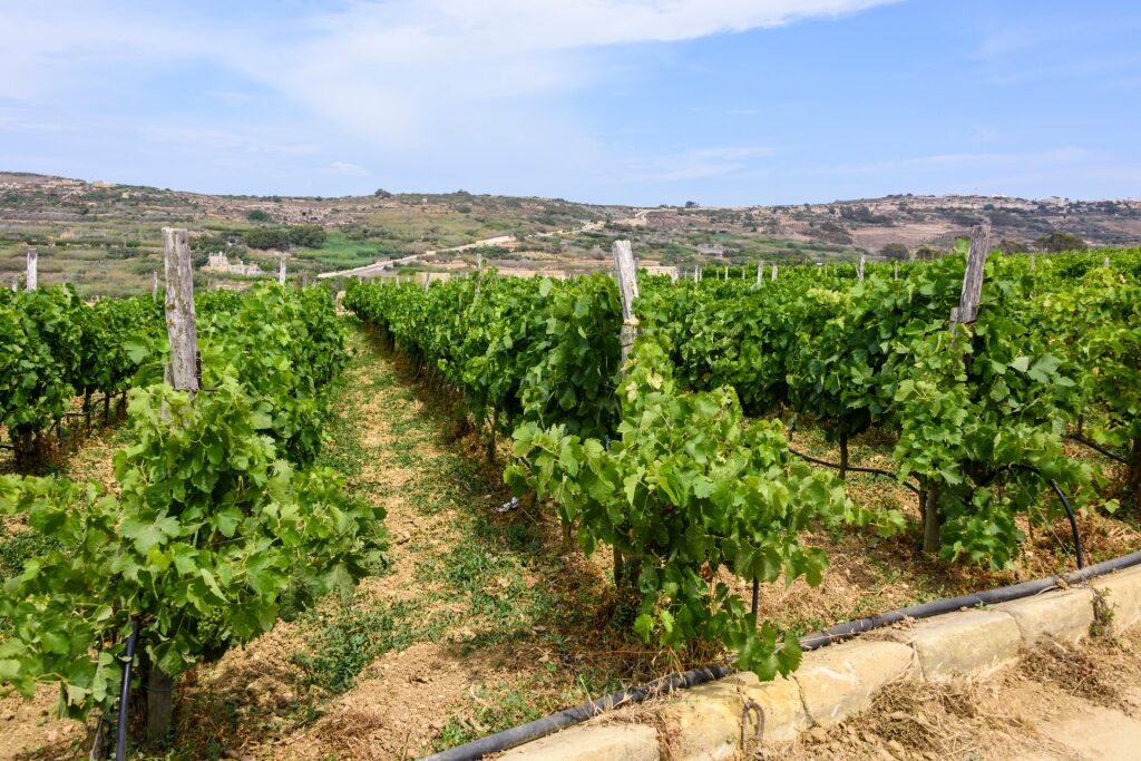 Lush vineyard in Gozo
