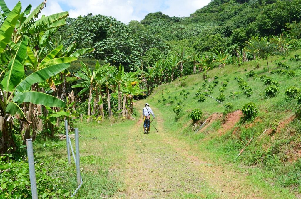 Lush coffee plantation in Puerto Rico