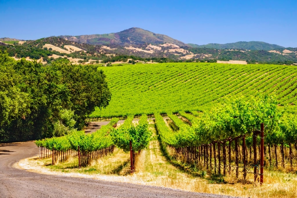 Lush landscape of Sonoma Valley in California, USA