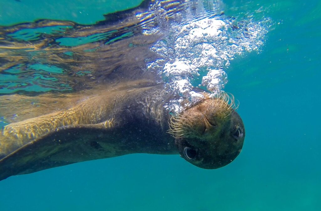 Sea lion spotted in the Galapagos