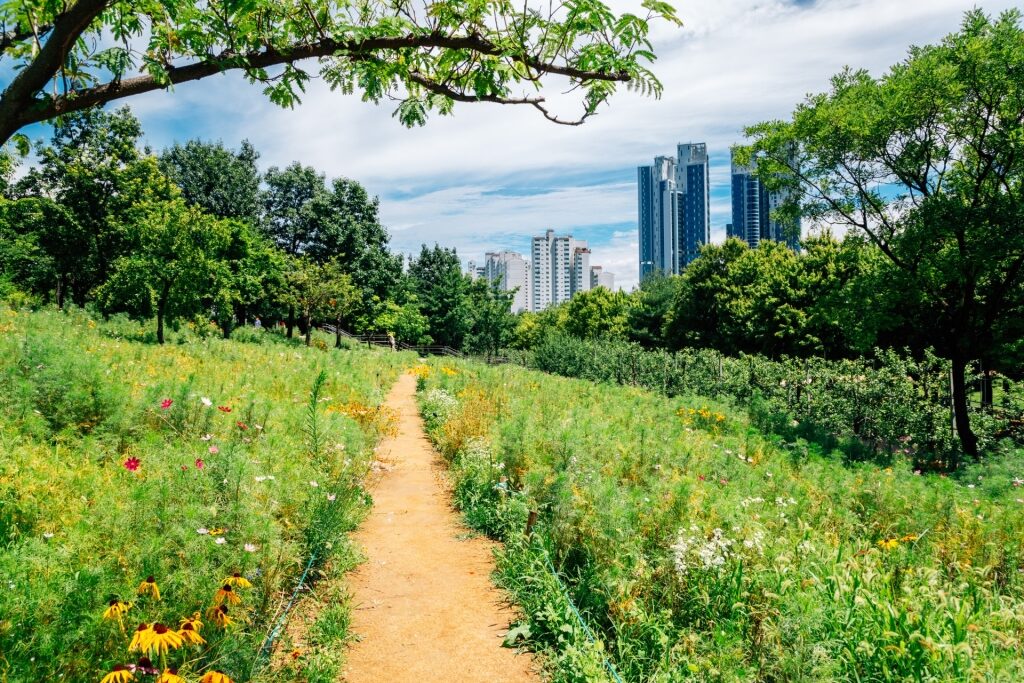 Lush landscape of Seoul Forest Park