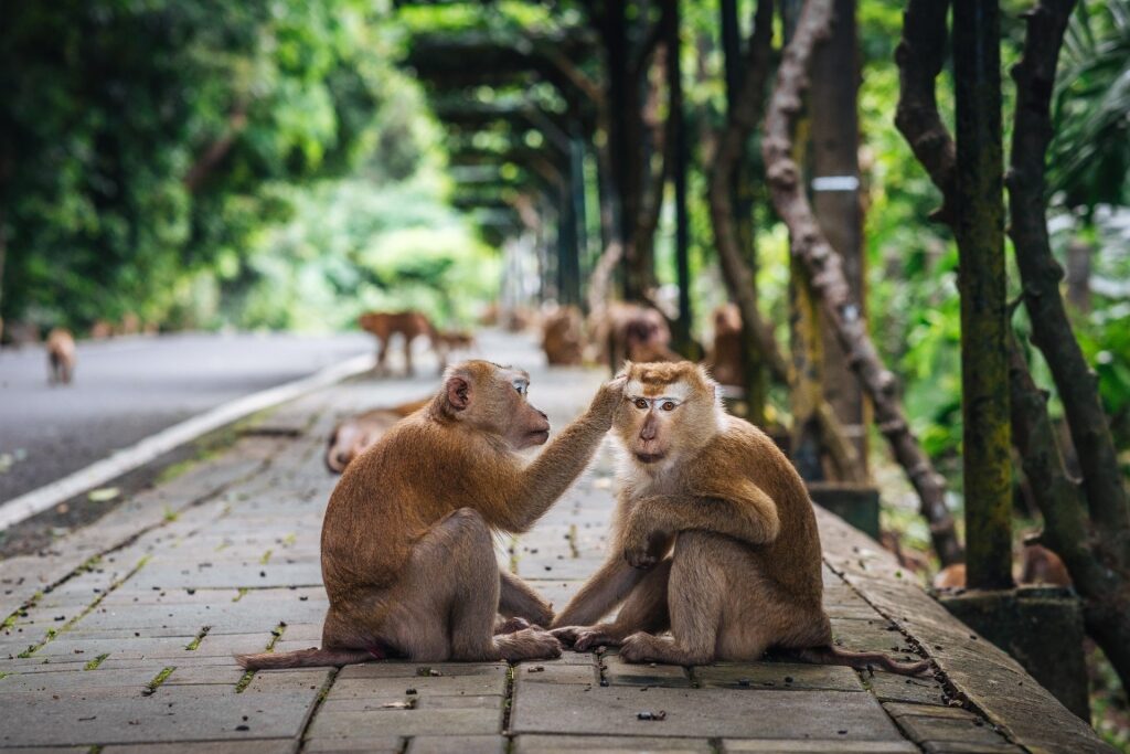 Monkey Hill, one of the best things to do in Phuket