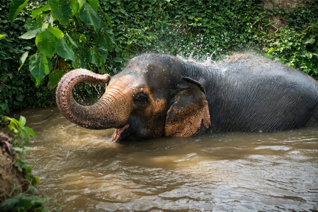 Elephant spotted in Phuket Elephant Sanctuary