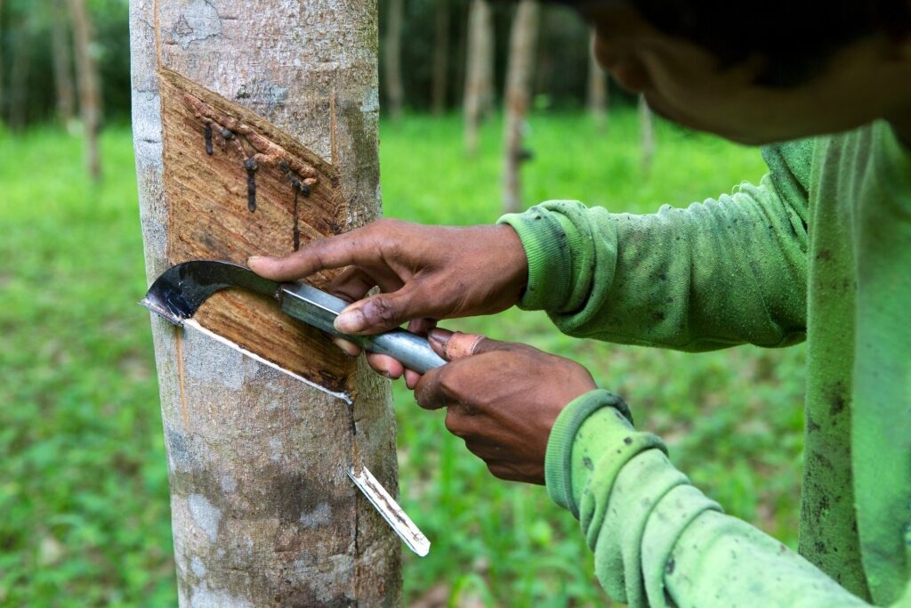 Rubber tapping in Phuket
