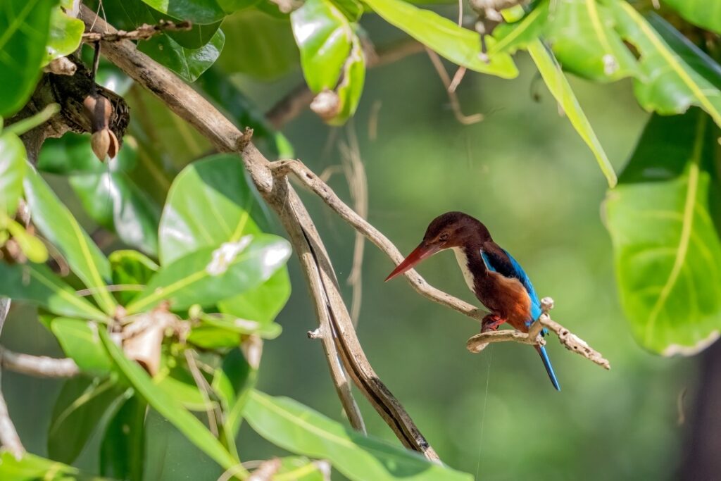 Kingfisher spotted in Phuket