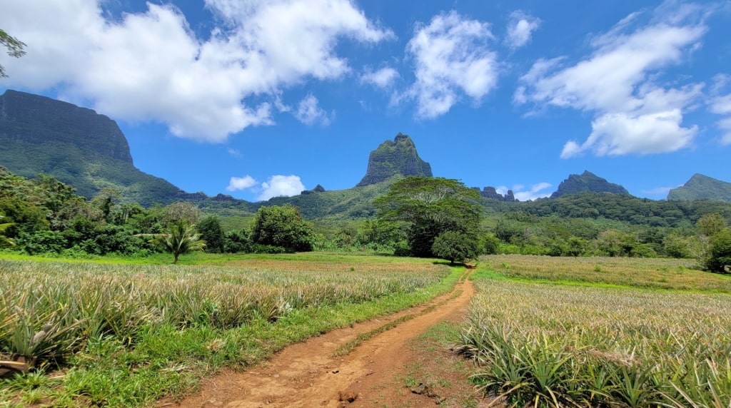 View while hiking in Moorea