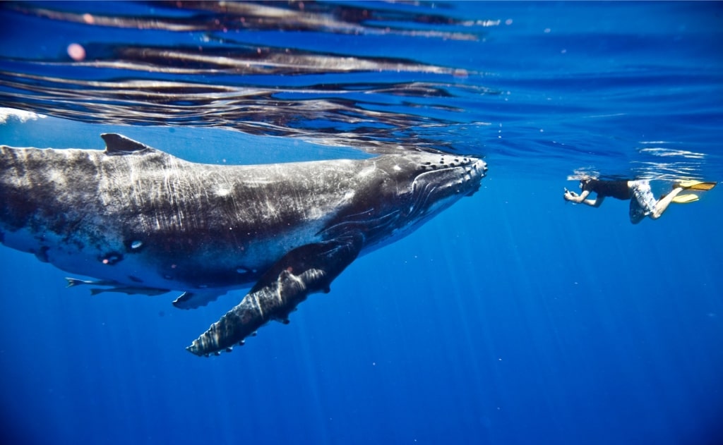 Humpback whale spotted in Moorea