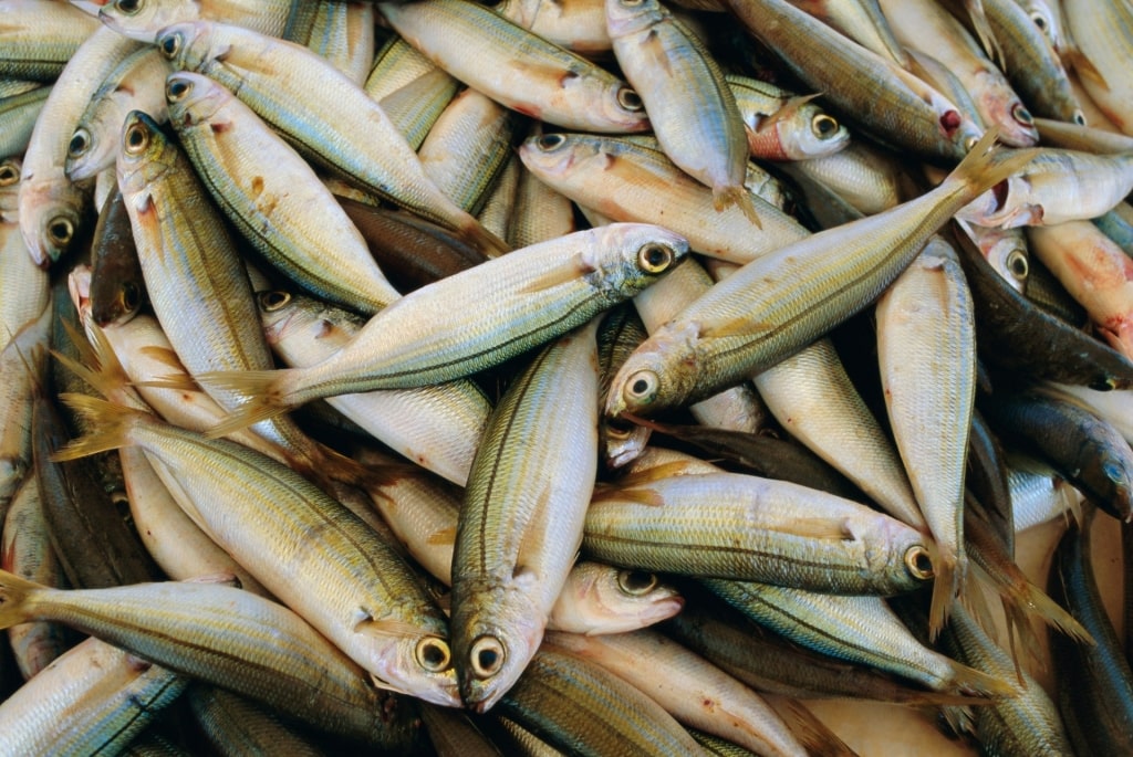 Fresh fish inside a market in Greece