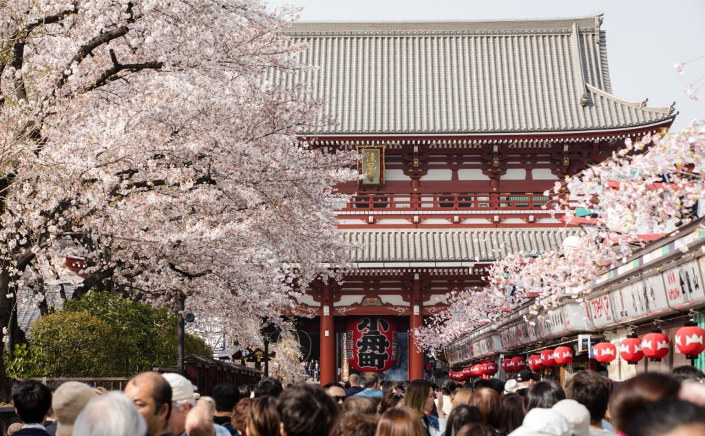 View of Sensoji Temple, Tokyo in spring