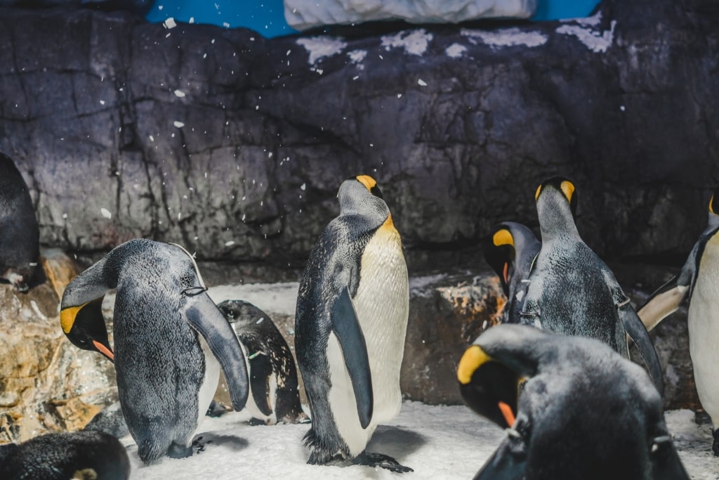 Penguins at the Osaka Aquarium Kaiyukan