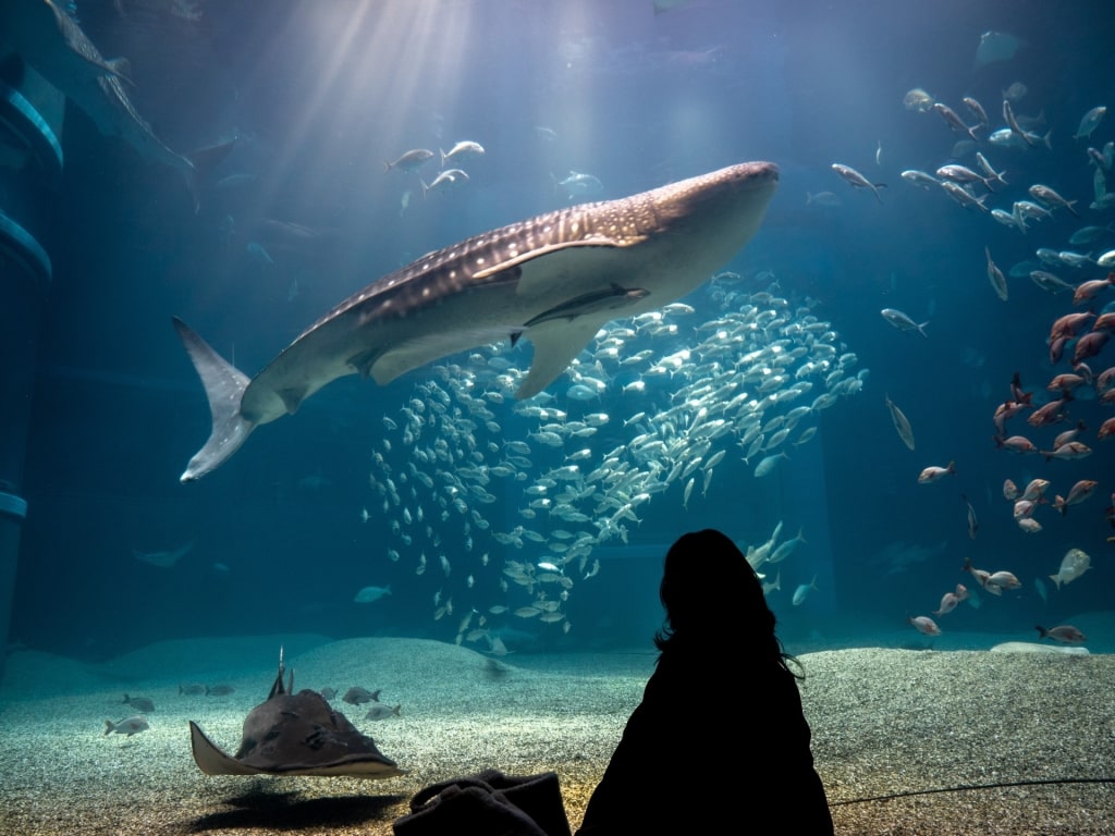 Whale shark at the Osaka Aquarium Kaiyukan