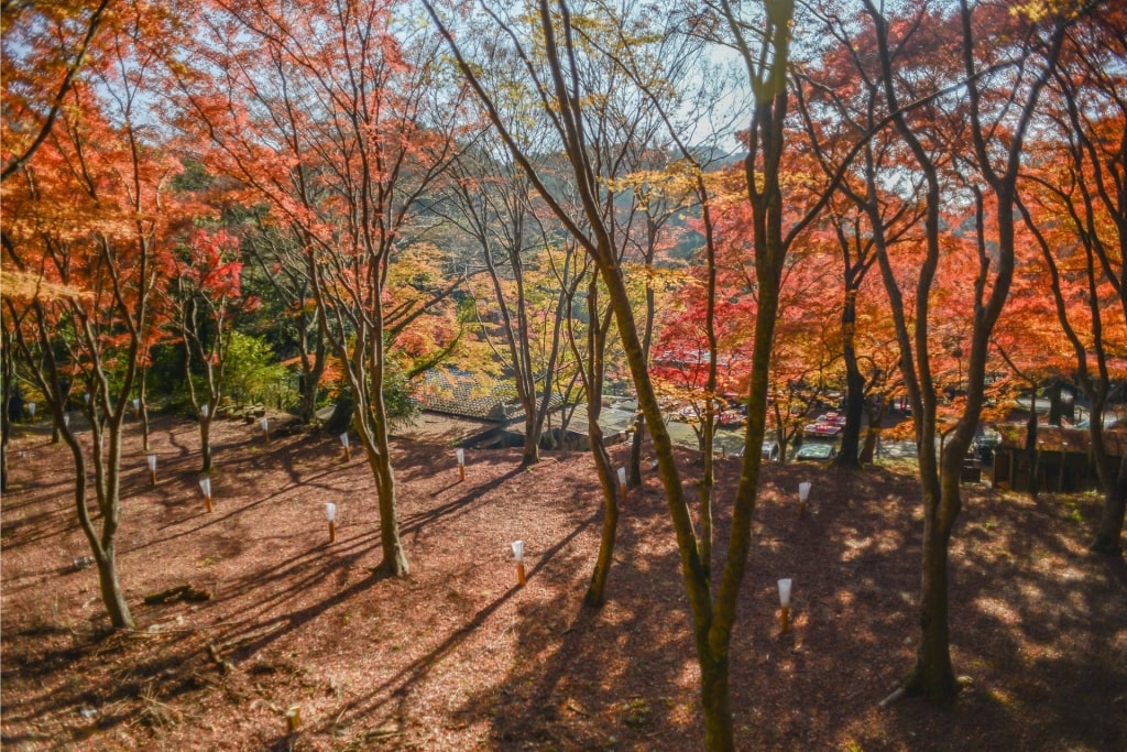 View while hiking in Mt. Takao