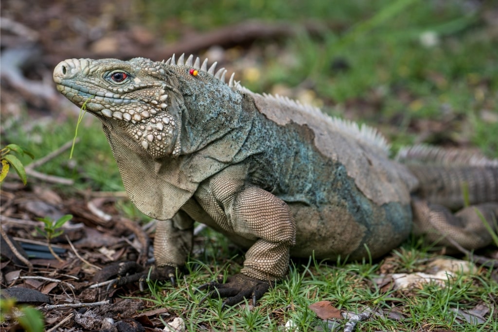 Blue iguana in Queen Elizabeth II Botanic Park