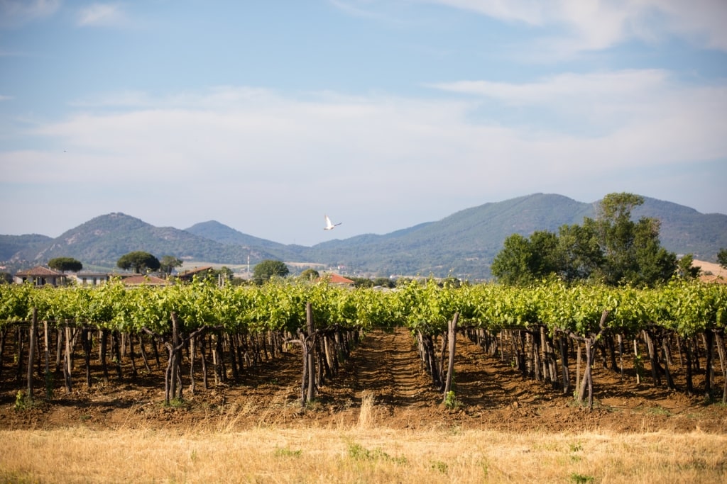 View of a vineyard in Italy