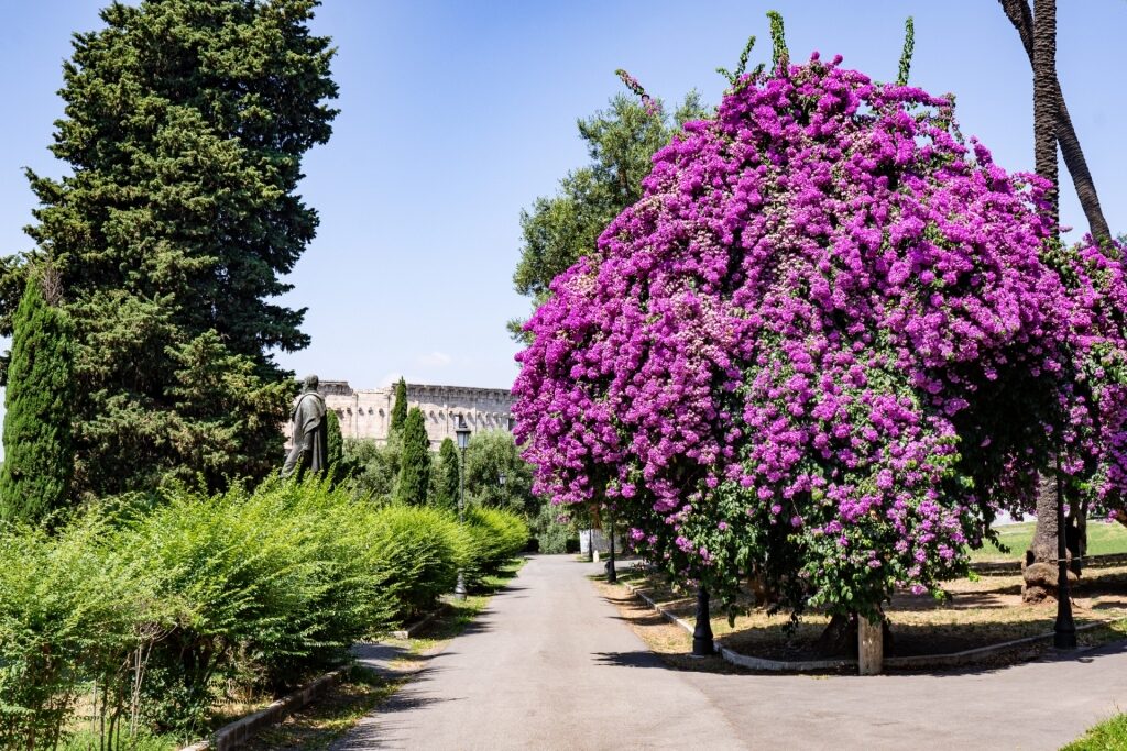 Lush landscape of Colle Oppio Park