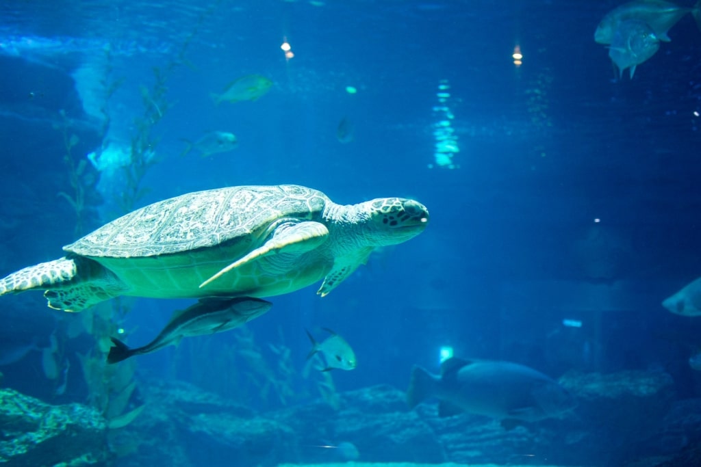 Sea turtle in Busan Aquarium