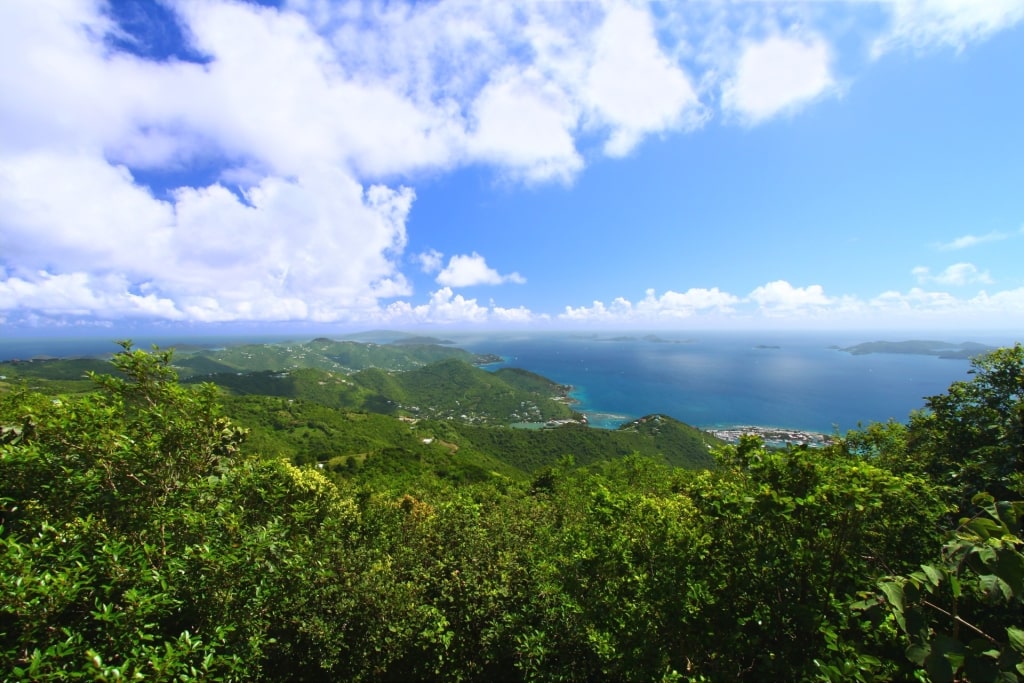 Lush landscape of Sage Mountain National Park, Tortola