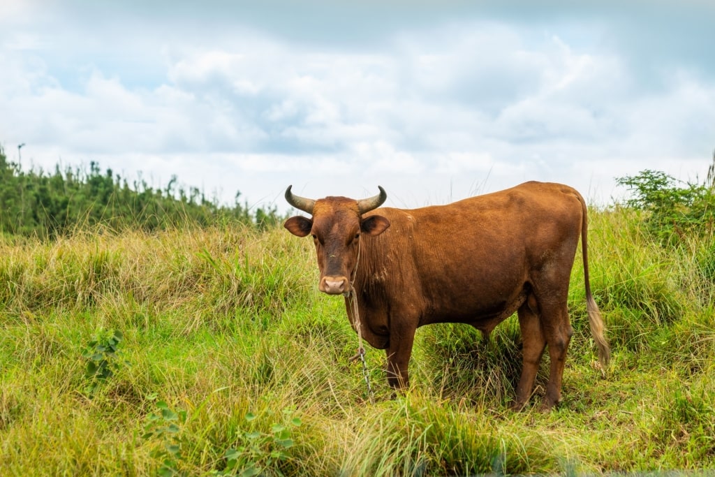 Cow spotted in Tortola