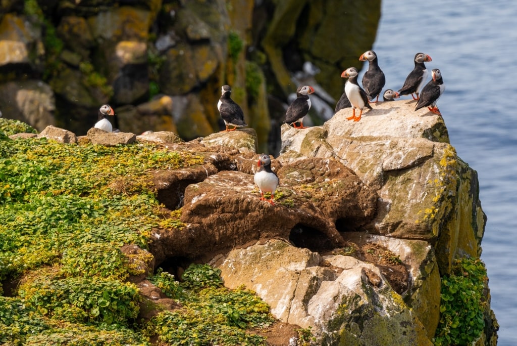 Puffins spotted in Grimsey