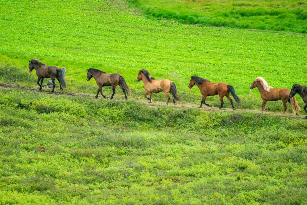 Horses spotted in Iceland