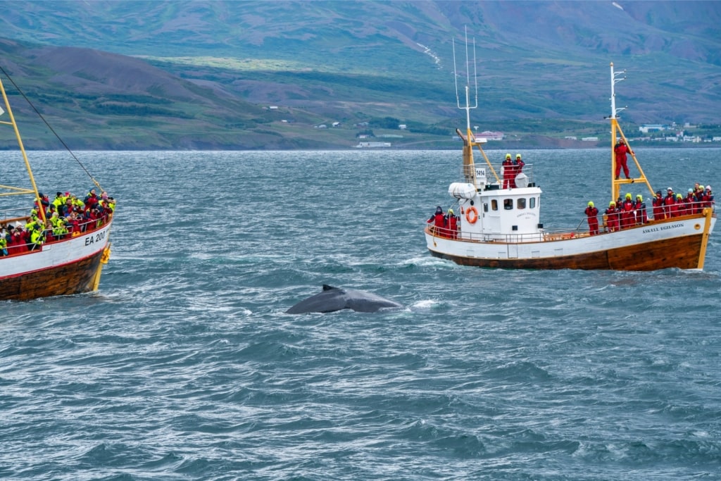 Whale watching in Akureyri