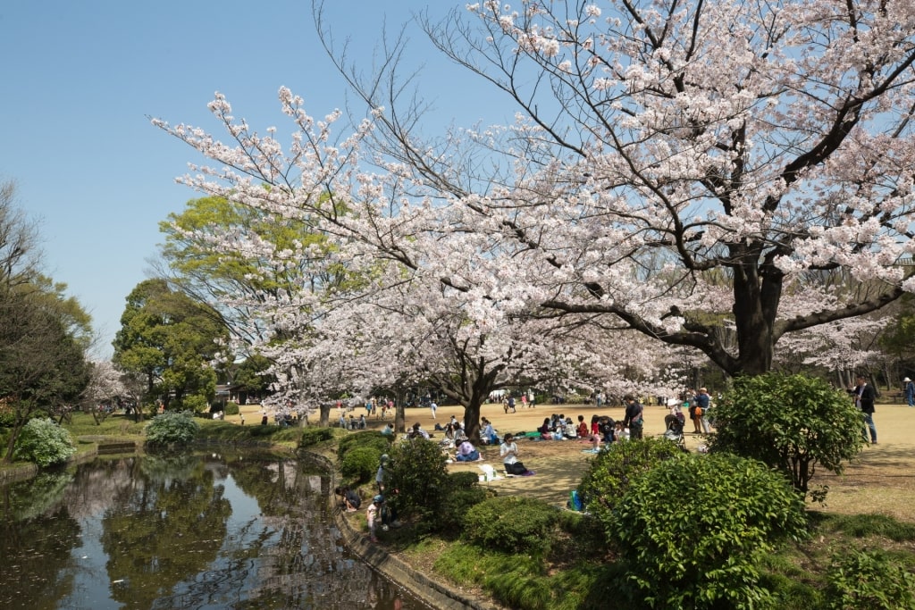 Cherry blossoms in Tokyo