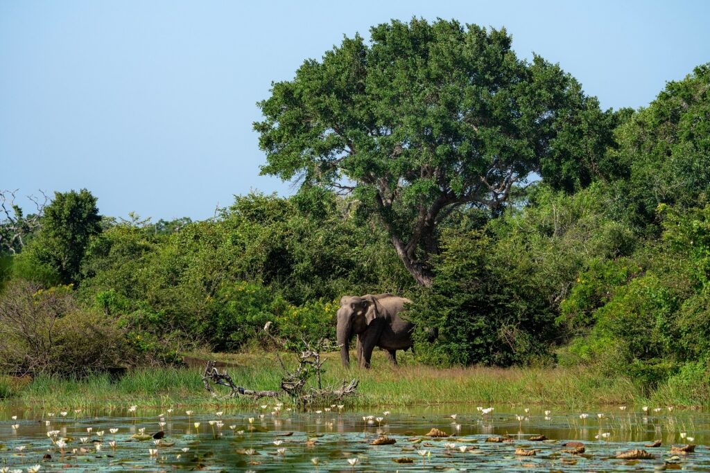 Lush landscape of Yala National Park, Sri Lanka