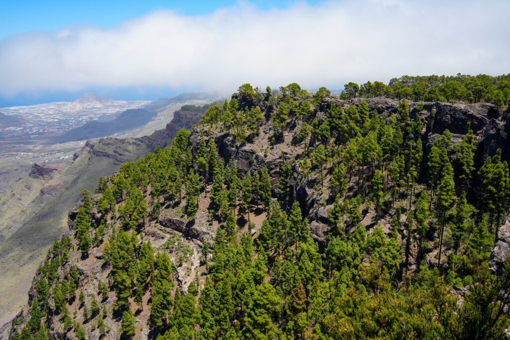 Lush landscape of Tamadaba Natural Park, Gran Canaria