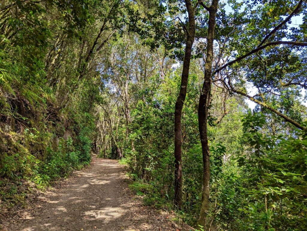 Trail in lush Teno Rural Park, Tenerife