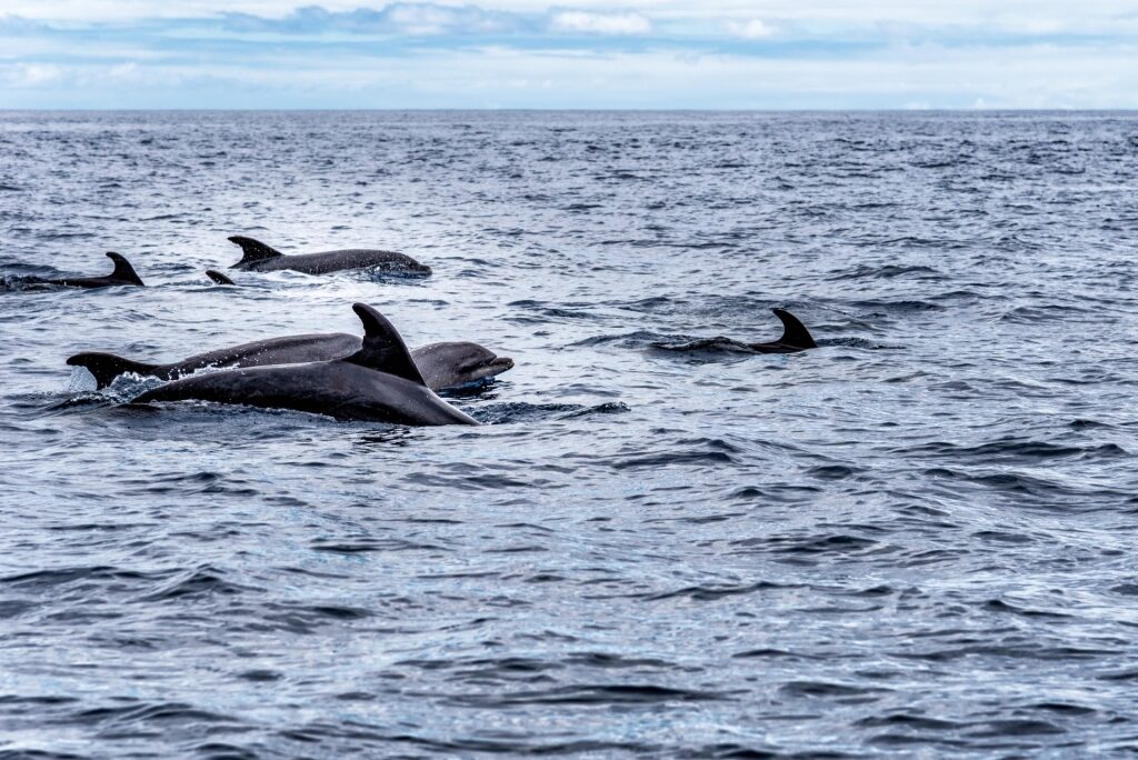 Bottlenose dolphins spotted in Canary Islands in winter