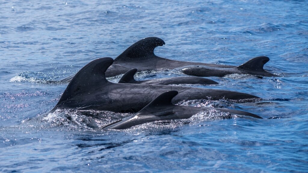 Pilot whales spotted in Europe