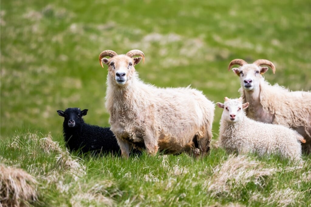 Sheep in Iceland