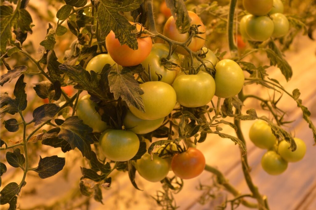 Fresh tomatoes in Iceland