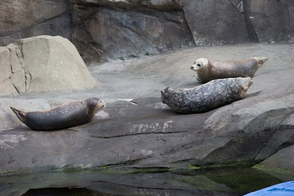 Sea lions at the Alaska SeaLife Center